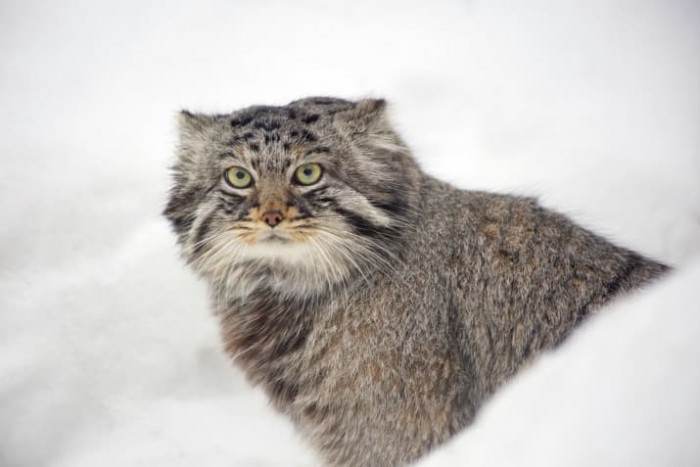 The other name they are known by is Pallas cats