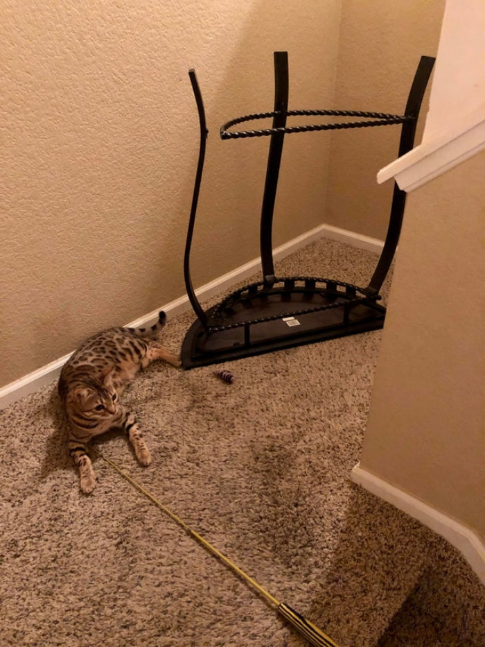15. "Her toy got tangled, so obviously the only option was to drag the table down two flights of stairs while we were at dinner."