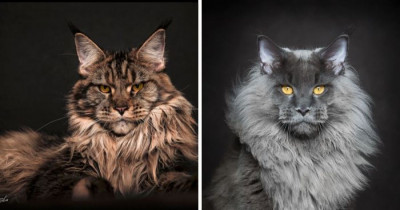 10+ Beautiful Photos Of Maine Coon Cats That You Have To See If You Love Cats At All