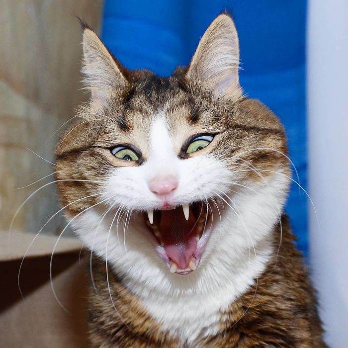 Meet The Cat That Is Taking The Internet By Storm With His Funny Facial ...