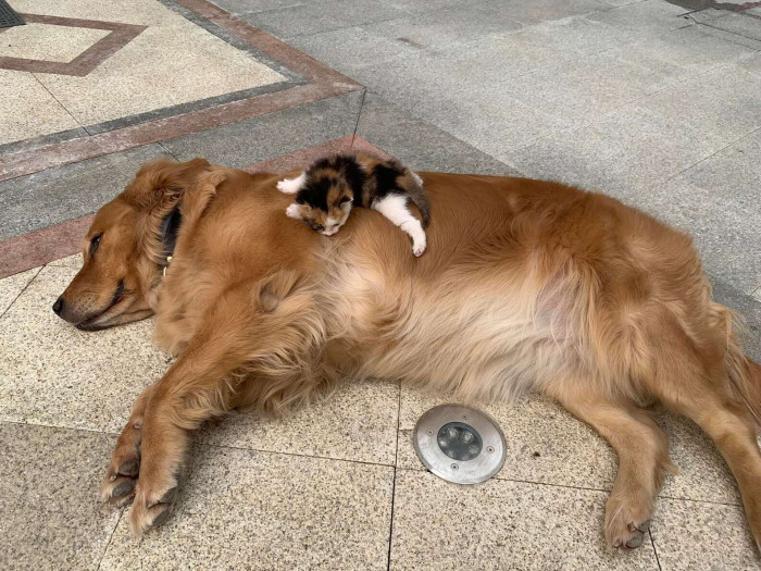 When it comes to raising the kitten, each dog has their own style of “parenting”.