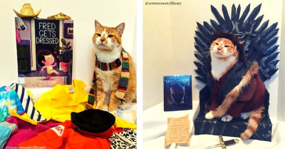 Library Cat Adorably Dresses Up in Cute Costumes to Promote the Library