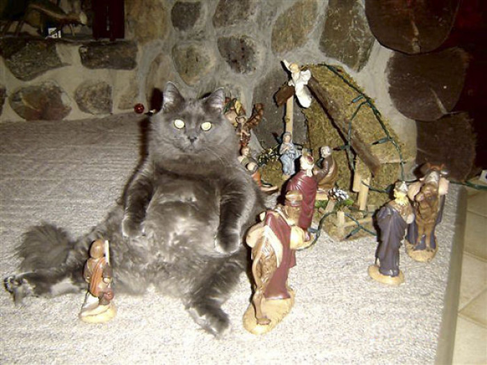 25. "There Was A Cat In The Manger With Baby Jesus..."