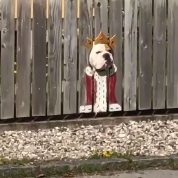 So perfect with that hole in the fence. I can't, lol. It's got me rolling!