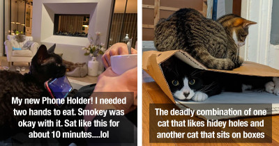 Hilarious Cat Shenanigans Guaranteed To Make You Giggle Today