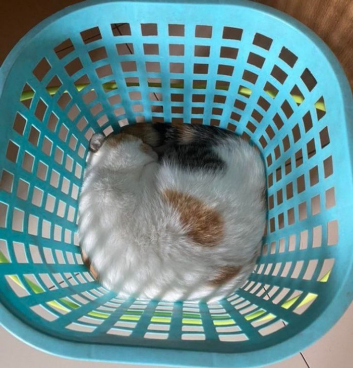 3. “If I fits, I sits”
