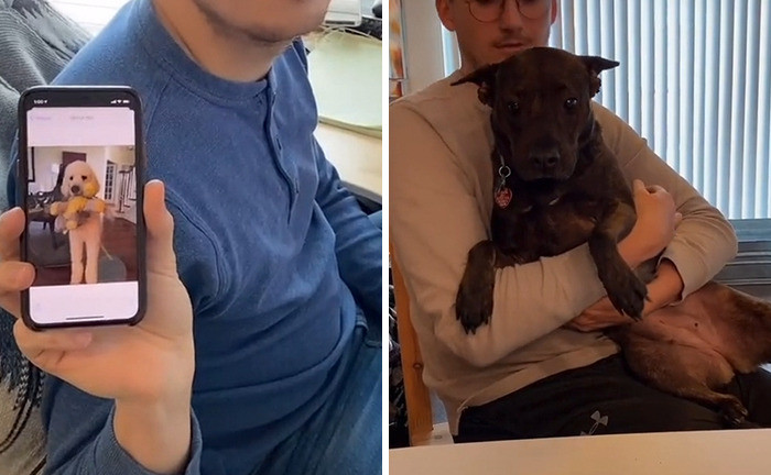 Purebred Dogs vs. Dogs from the Pound