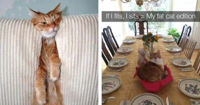 10+ Cats That Prove It's Their Way or the Highway