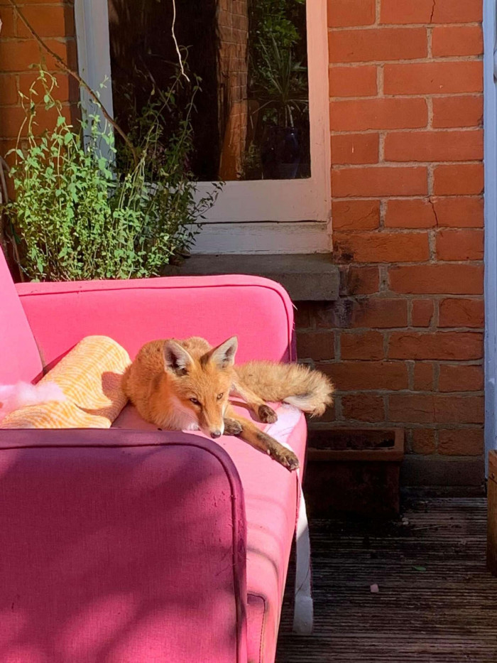 It only took Foxy a short time to get comfy in her new residence.
