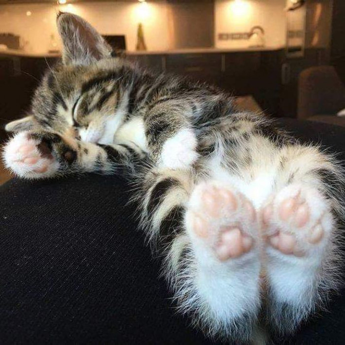 10. Look at the toe beans. They're adorable.