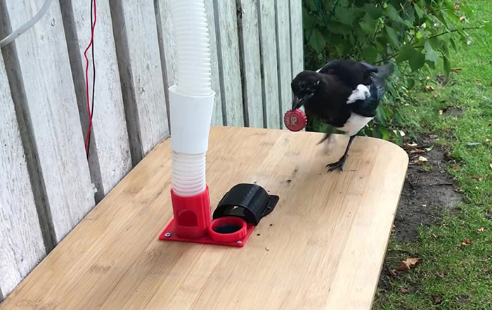 Of course, Hans incorporated a camera to monitor the whole process. He also has detectors hooked up underneath the table to trigger the food dispensation.