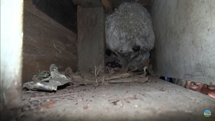 Eldad, however, had spent eight years volunteering for various rescue organizations in the LA area before founding his own, and he was used to the hardest cases, medically complex animals, and dogs like this terrified poodle who just needed someone not to give up.