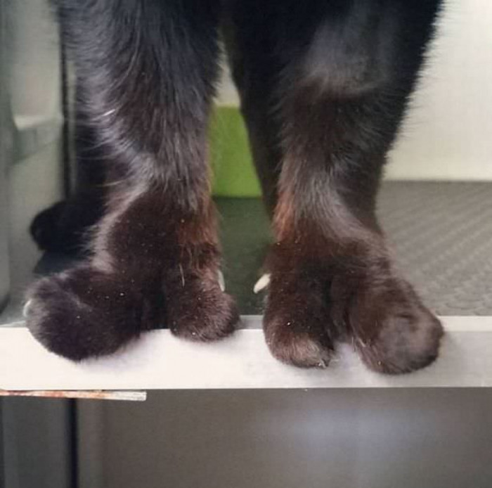 Abandoned Cat With Webbed Feet Finally Finds Someone To Love Her