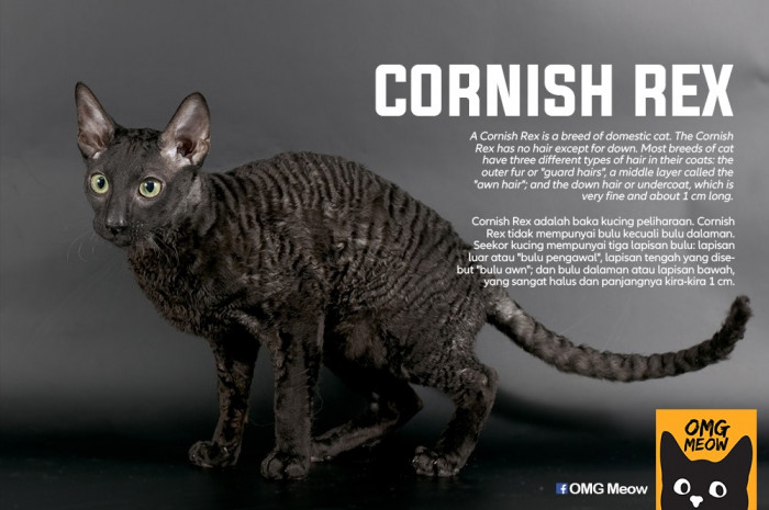 15. Cornish Rex