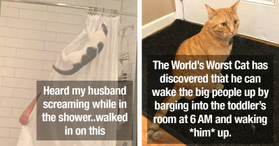 Obnoxious Cats Are Quite Aware Of The Fact That They're A-Holes, But They Don't Really Care