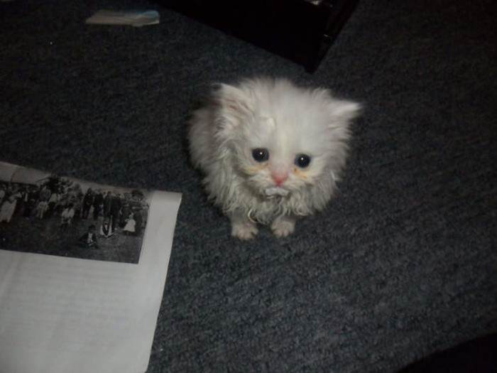 This little guy was found crying in someone's backyard...