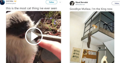 18 Photos of Cats Being Evil but Too Amusing for Us to Be Angry at Them