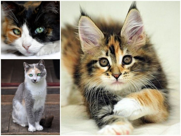 Calico cats: