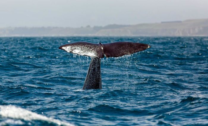 #42 Caribbean Sperm Whales Have Their Own Regional Accent