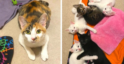 Mama Cat Named Penne Gives Birth To Litter Of Pasta Kitties