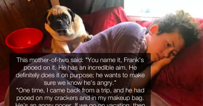 Woman Claims Her Pug Excretes "Angry Poos" On Her Favorite Stuff When His Feelings Are Hurt