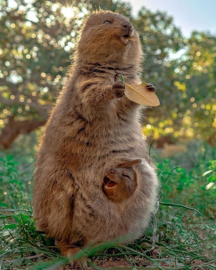 14. Happy momma and baby quokka.