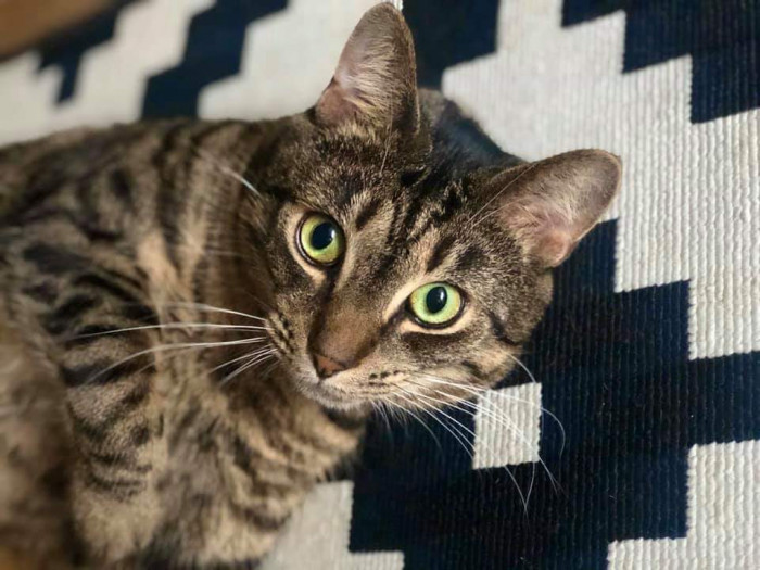 Close-up of a cat with pretty green eyes, charming and speckled.