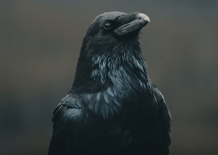 25. This is a story about reincarnation.