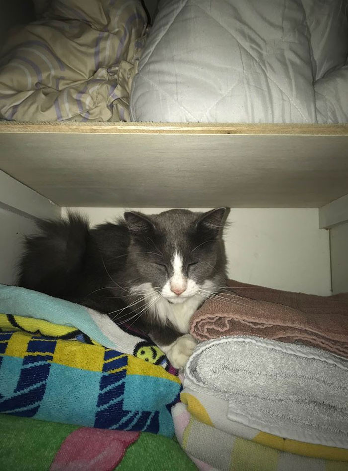 Here is a picture of Admiral Galacticat, probably dreaming about stealing more items.