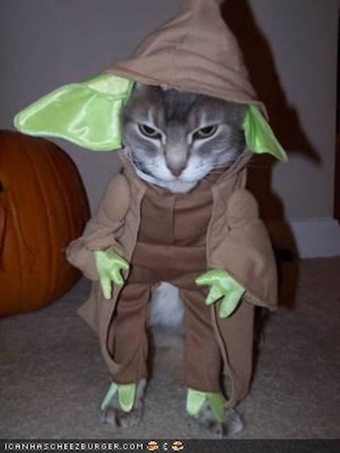 Red hood cat dressed like Purrincess Leia, paired with Elvis Purrsley Harry Purrter
