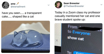 Cats Are Celebrated In This Week's Latest And Greatest