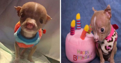 Tiny Pit Bull Puppy Was Born With Defects But Her Foster Mom Refused To Give Up On Her
