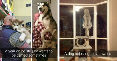 Undeniable Photographic Proof That Huskies Are The Funniest And Weirdest Doggos Ever
