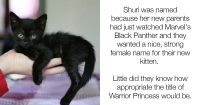 This Tiny Black Cat Proves Bad Luck Can Turn Around