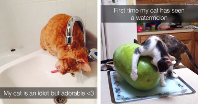 Hilarious Photos of Cats Being as Dumb as They Possibly Can Be