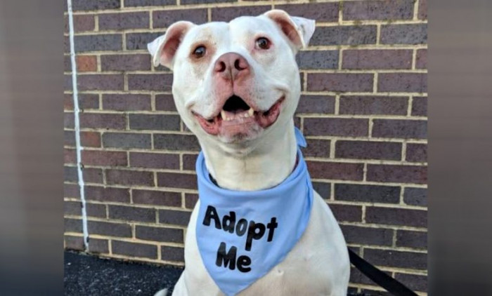 Harvey was on one of his walks with the shelter staff when he sensed something was wrong.