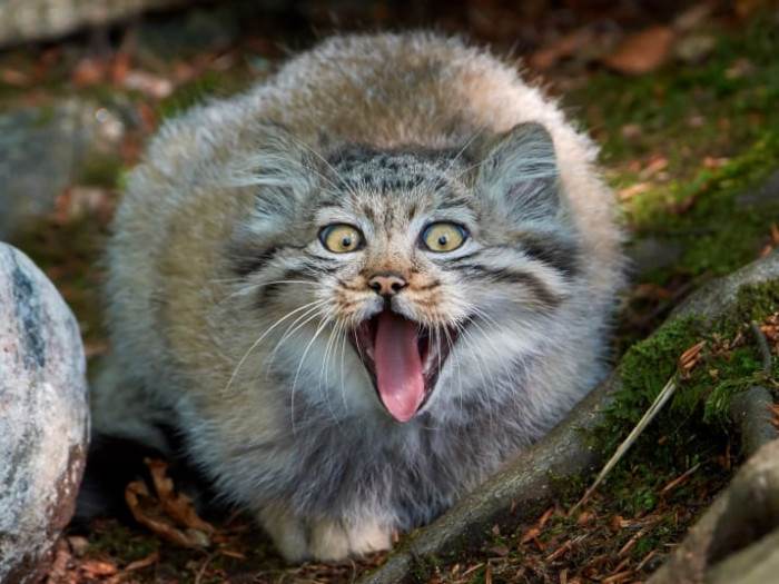 Manul cat, also called Pallas cat, close-up with fluffy face.