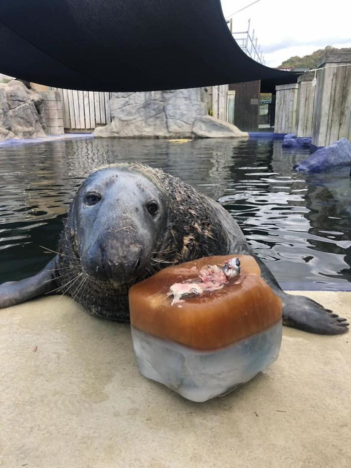 Now, at the ripe old age of 31, Yulelogs is a healthy, happy, and energetic seal, completely adored by everyone at the sanctuary.