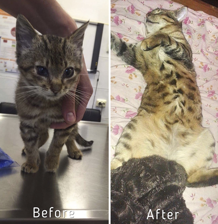 On Zanimal Hope's Facebook page, she continues to share information for thousands of fans who want to help cats in need.