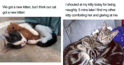 Purrfectly Wholesome Posts About Cats You're Going To Love