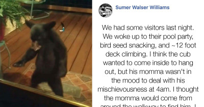 Baby Bear Got 'Told Off' By His Mama Bear For Visiting His Human Neighbors