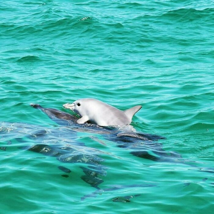 26. Baby Dolphin Riding On It's Mother's Back