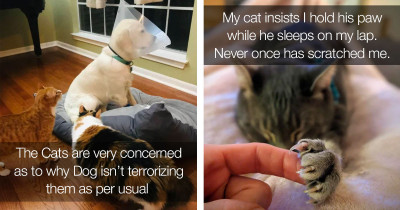 Cat Posts That Are Singlehandedly Debunking The Idea That Cats Can't Be Affectionate