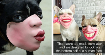 You Can Get Your Dog A Human Face Muzzle If You Like Nightmares And Humor In One Package