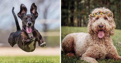 Wholesome Doggos That Will Make Your Life Ten Times Better Today