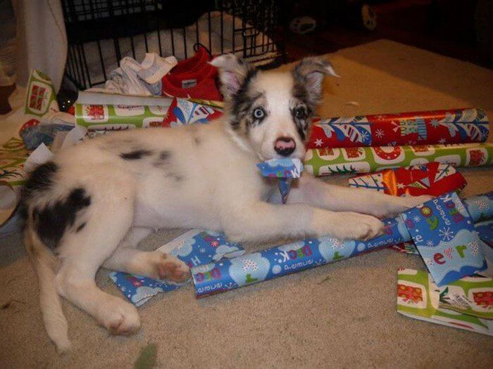 13. "Where are my Christmas presents?"