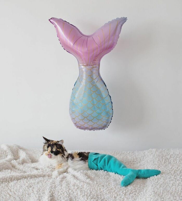 Sally The Mermaid Cat