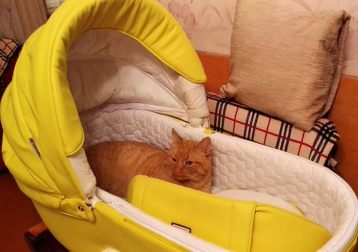  11. She can't accept a new member of a family, but she likes to sleep in his stroller.