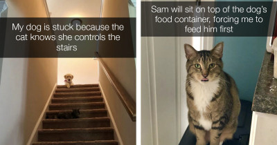 A Bunch of Times Cats Showed Dogs That They Were the Boss