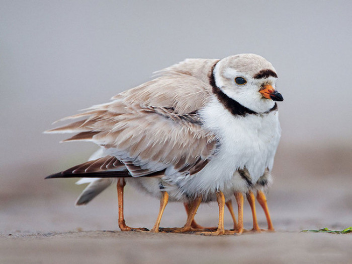 5. Baby birdies hiding in mama's feathers